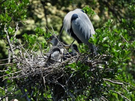 Garza real en el Ter.