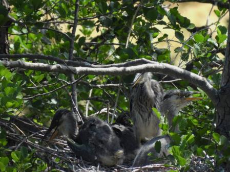 Garza real en el Ter.