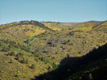 Paisaje de ginesta en la Collada de Toses.