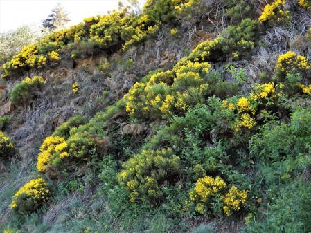 Paisaje de ginesta en la Collada de Toses.