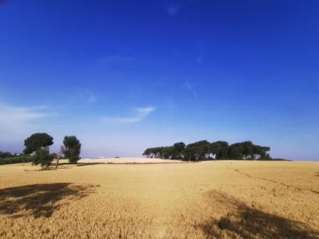Campos de cereales en Gallecs.