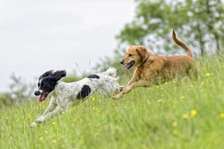 Dos perros corren por un prado