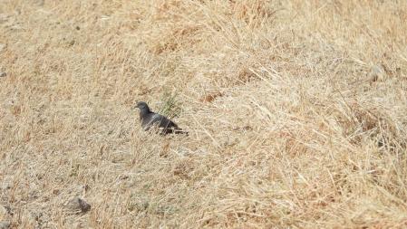 La paloma que buscamos, en detalle.