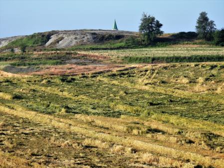 Campos de cebada en Torelló a punto para la cosecha.