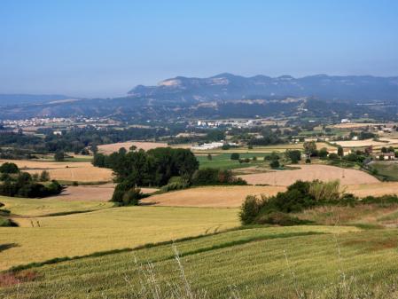 Campos de cebada en Torelló a punto para la cosecha.