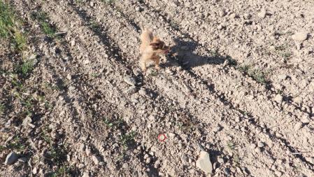 Solución al Reto visual de la moneda de cinco pesetas.