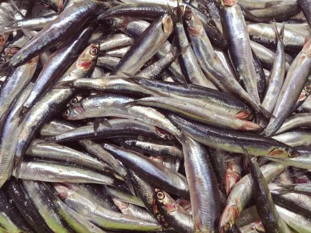 Anchoas europeas (Engraulis encrasicolus)