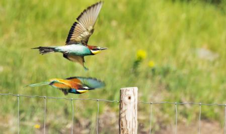 El vuelo de los abejarucos.