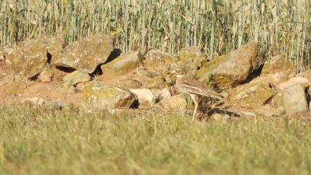 El alcaraván común, en detalle.