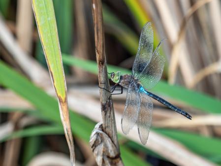 Anax imperator