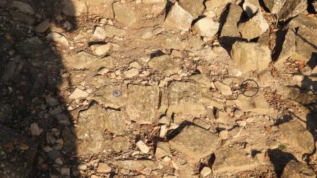 Solución al Reto visual con la posición del escarabajo y la libélula señalizada.