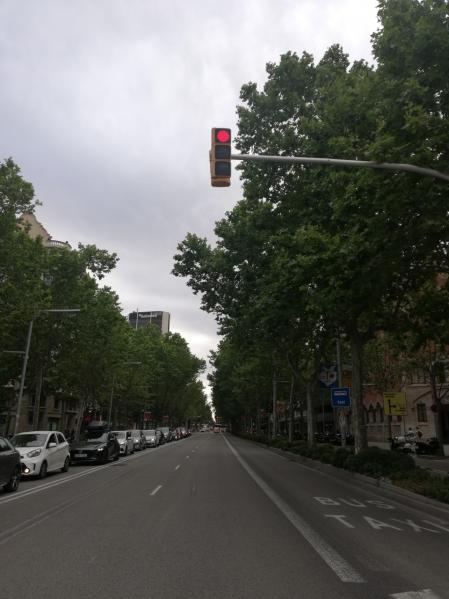 Árboles plataneros de Barcelona.