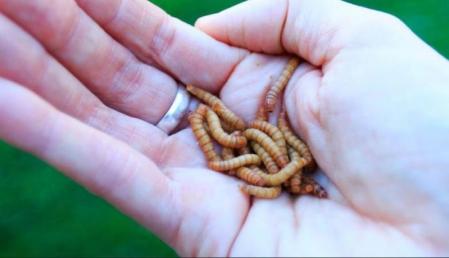 Gusano de la harina   .