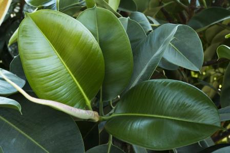 Ficus elástica