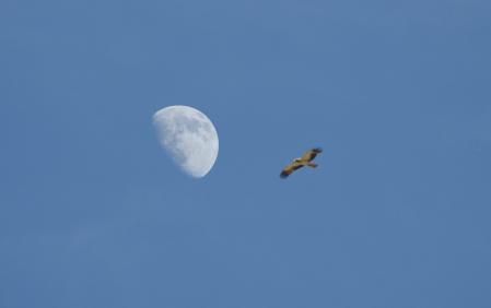 La luna creciente vista desde Mijas.