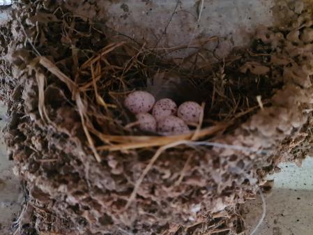 Crías de golondrina en un nido, con su madre cuidándolas.