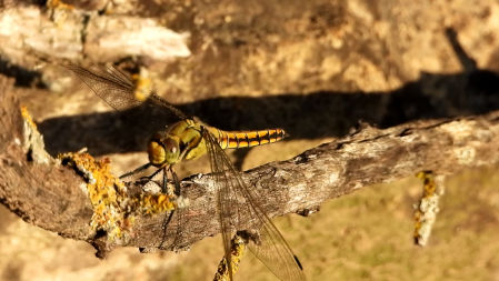 La libélula, justo después de haberse comido la mosca.