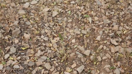 Reto visual: ¿Eres capaz de ver dónde está la mariposa?