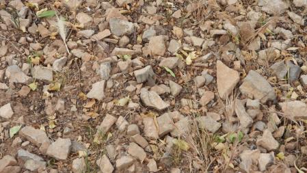 Reto visual: ¿Eres capaz de encontrar a la mariposa?