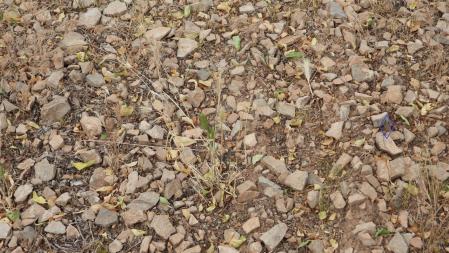 La ubicación de la mariposa señalizada.