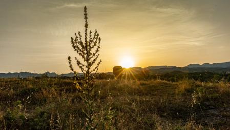 Amanecer en el campo de Manlleu en plena ola de calor.