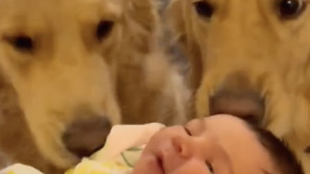 LV_ Descubre la emocionante reacción de dos Golden Retriever al llegar su 