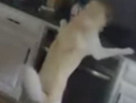 El perro subiéndose a la vitrocerámica