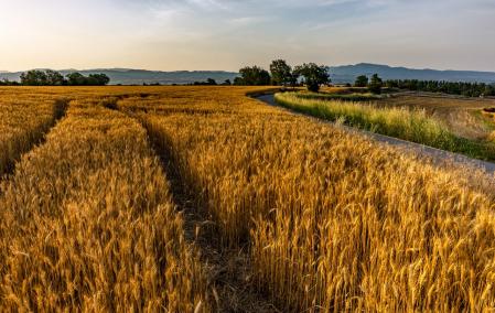 Los dorados campos de trigo.