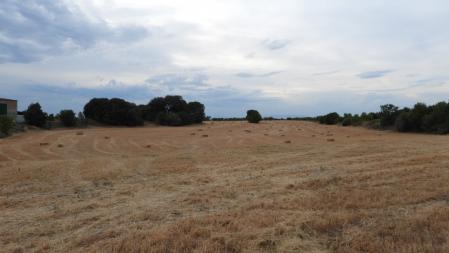 Reto visual: ¿Eres capaz de ver dónde está el gato?