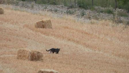 El gato que estamos buscando.