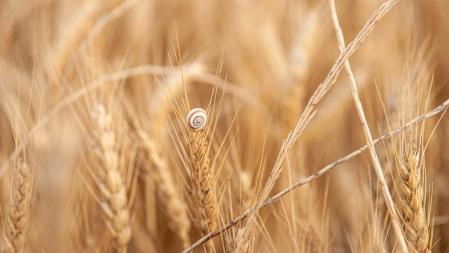 Campos de trigo en Manlleu.