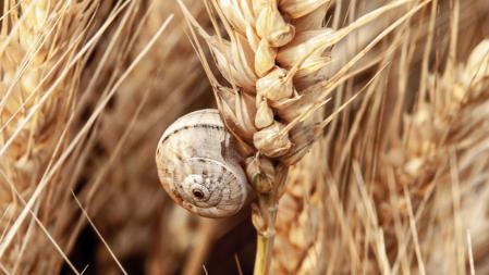 Campos de trigo en Manlleu.