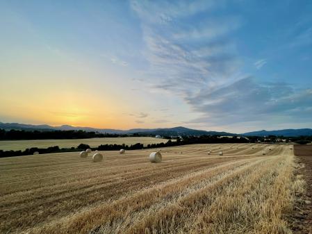 Campos de cereales en l'Ametlla del Vallès.