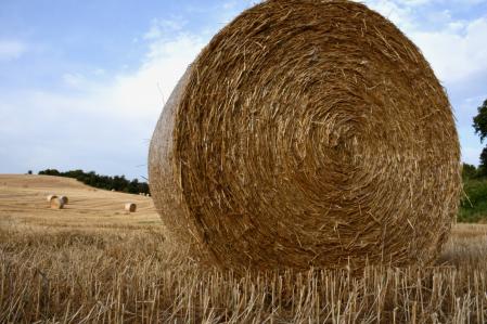 Campos de cereales en l'Ametlla del Vallès.