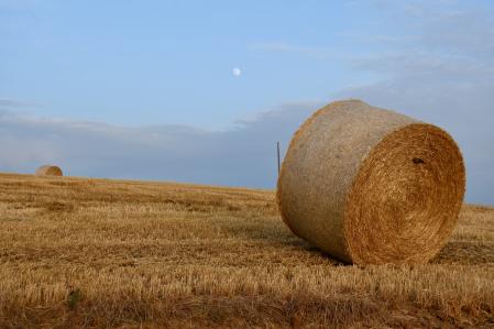 Campos de cereales en l'Ametlla del Vallès.