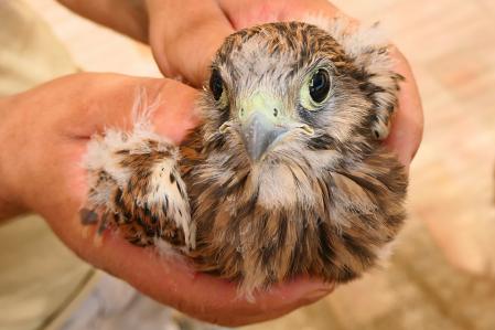 Rescate de un cernícalo en el monasterio de Pedralbes.