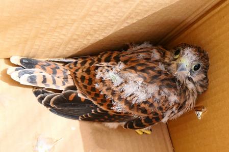 Rescate de un cernícalo en el monasterio de Pedralbes.