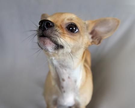 También detectan el calor corporal de otras prsonas