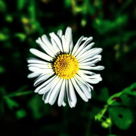 Flor de la margarita