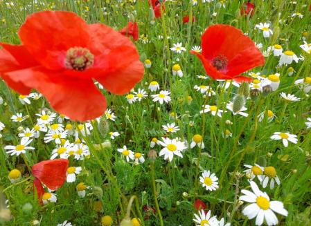 Primavera en La Garrotxa.