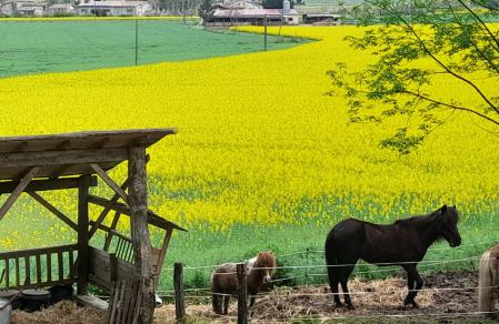 Primavera en La Garrotxa.