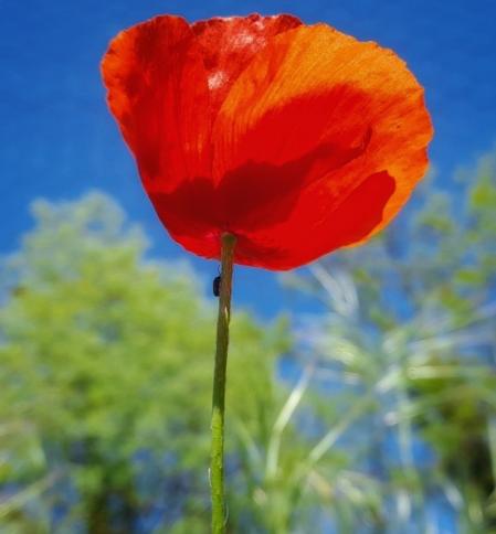 Amapola luciendo en primavera.