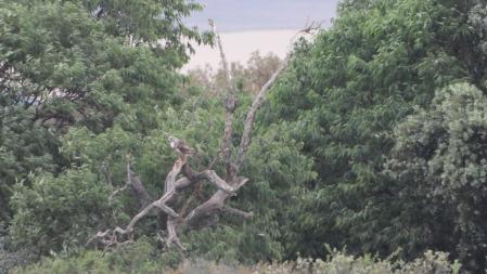 El águila reposando, en detalle.