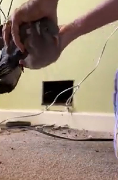 La pareja de Hertfordshire escuchaba arañazos en el interior de la pared del salón