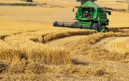 Cosechando trigo en Gurb.