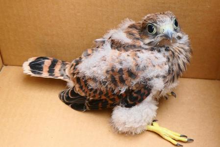 Cría de cernícalo tras caerse del nido.