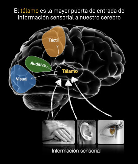 El tálamo es la mayor puerta de entrada de información sensorial a nuestro cerebro