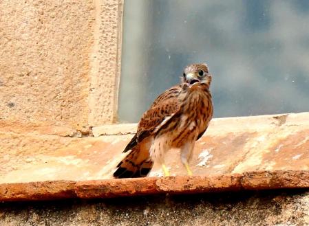 Cernícalo rescatado en el monasterio de Pedralbes.