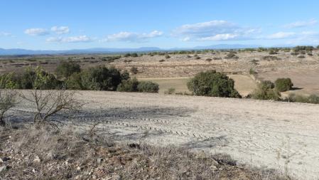 Reto visual: ¿Dónde está el conejo?