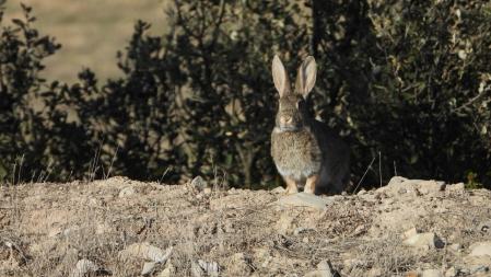 El conejo que buscamos.